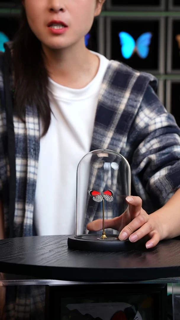 88多涡蛱蝶玻璃罩