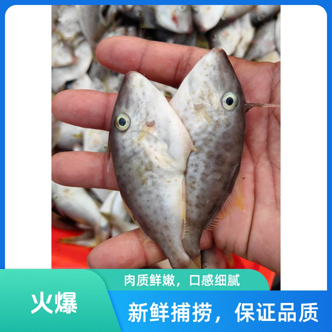 剥皮鱼小迪仔湛江本港新鲜上岸