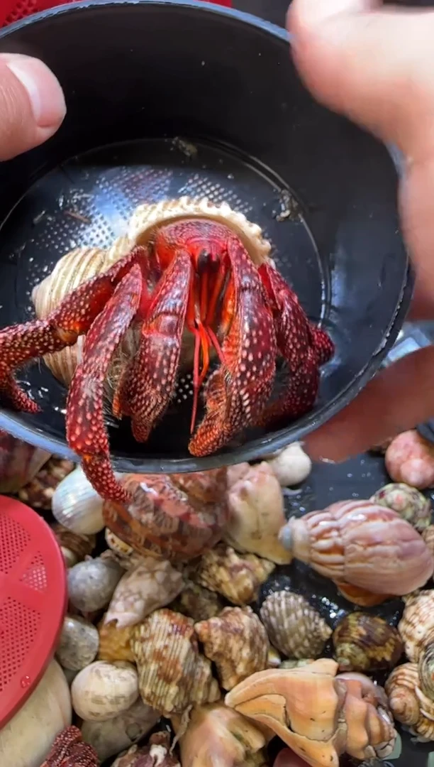 3.8口黑莓寄居蟹一只