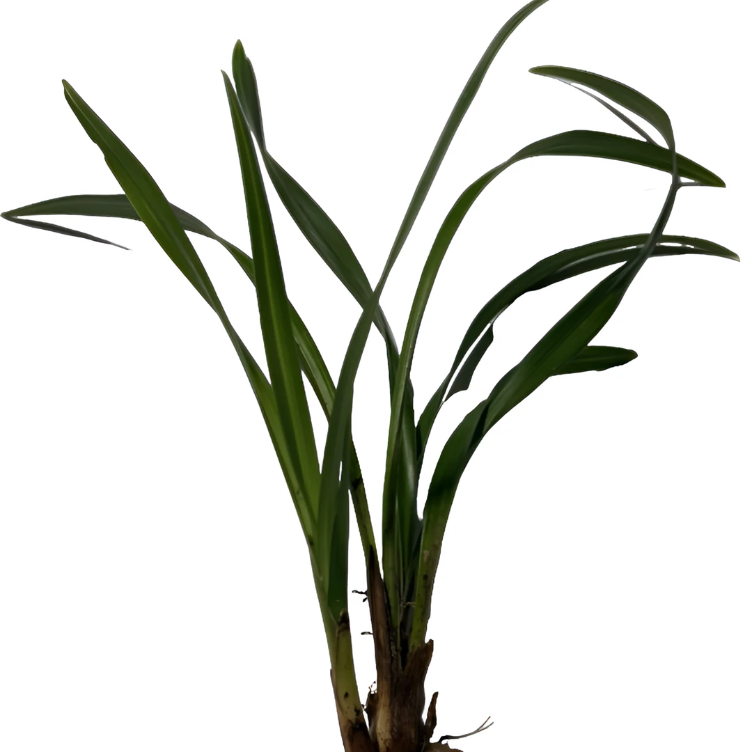 精品送春春兰兰草兔儿兰一物一拍兰花草兔耳兰东方新款花卉盆栽