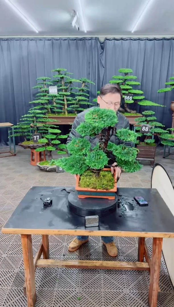 无花朵迎客松111