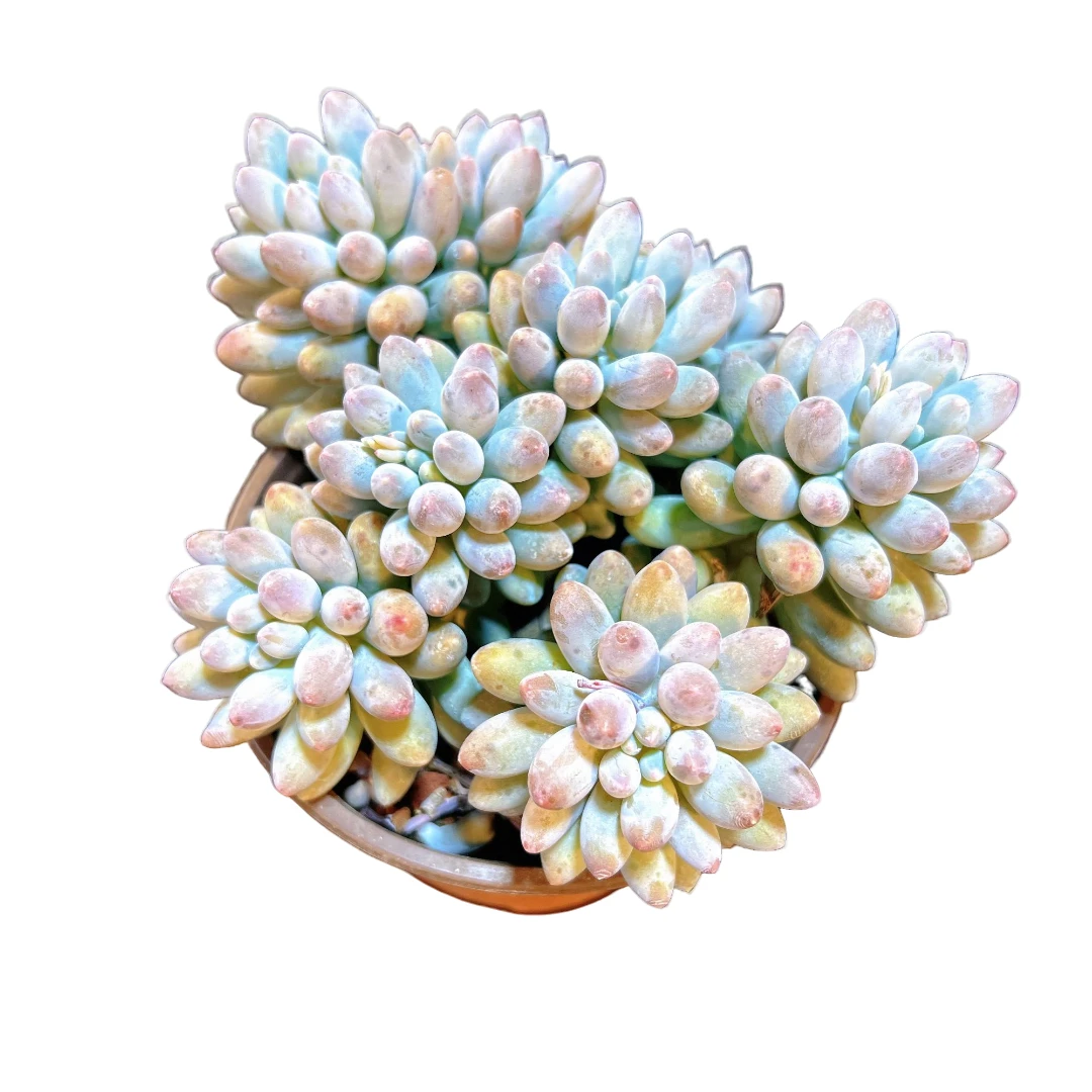 婴儿手指/星黛露 多肉盆栽植物 带盆土喜阳耐晒 新手好养 2单包邮
