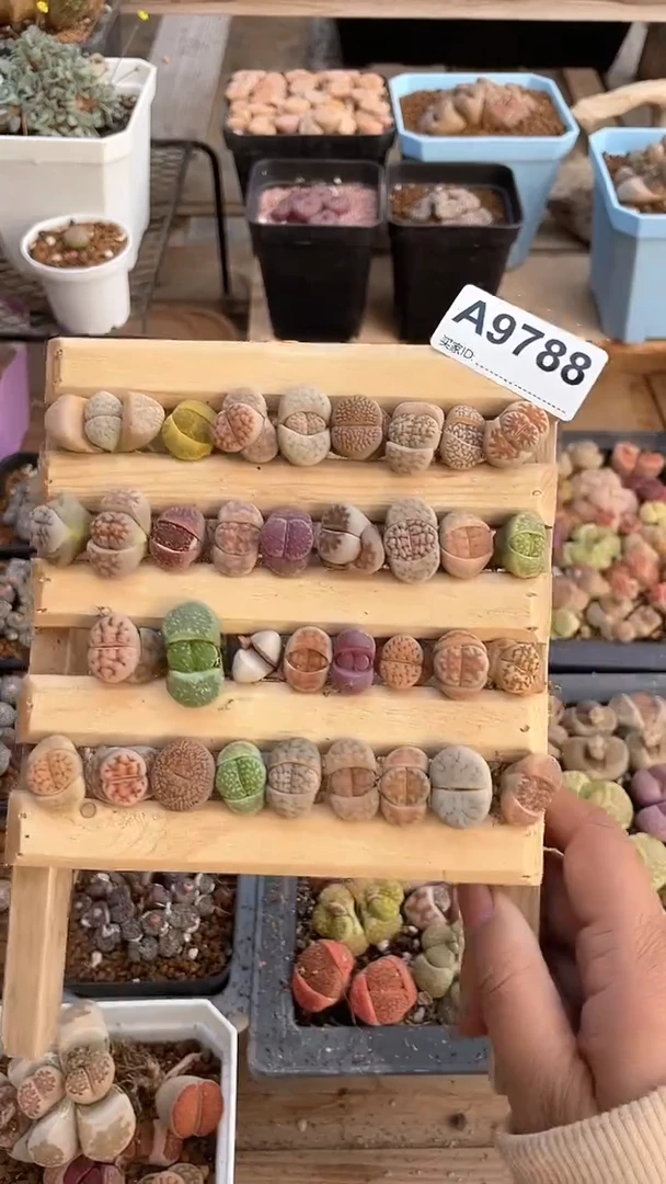 【闪购商品】9788直播一物一拍