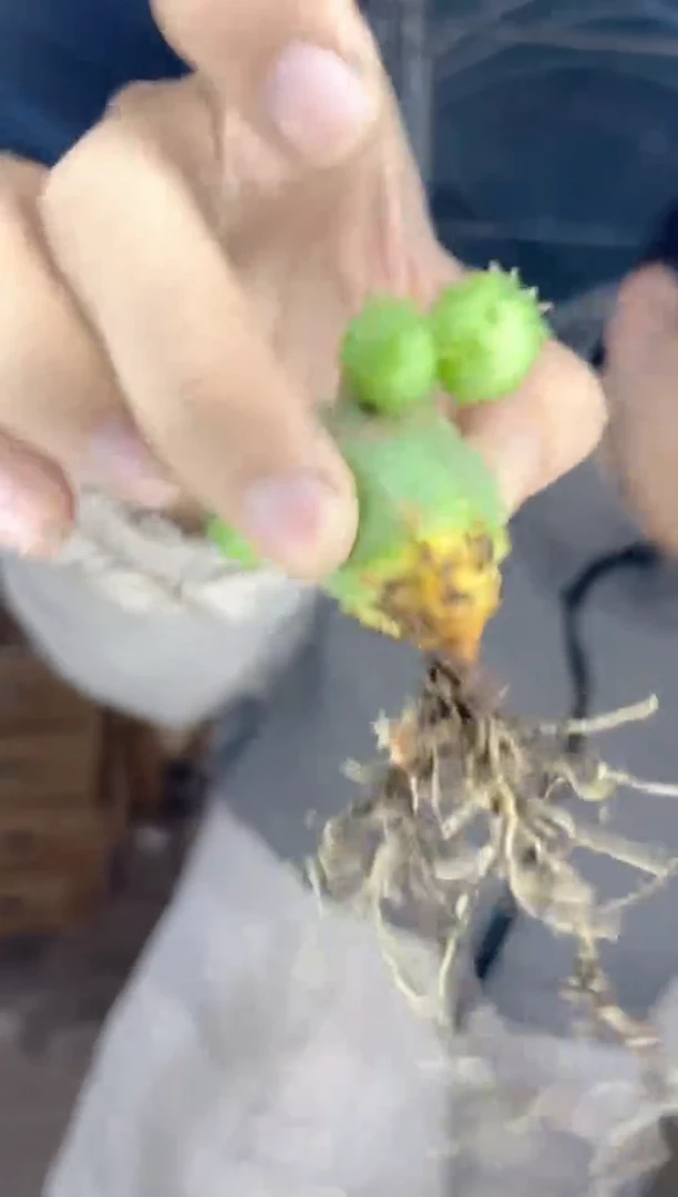 【闪购商品】实生根 多头 布纹球