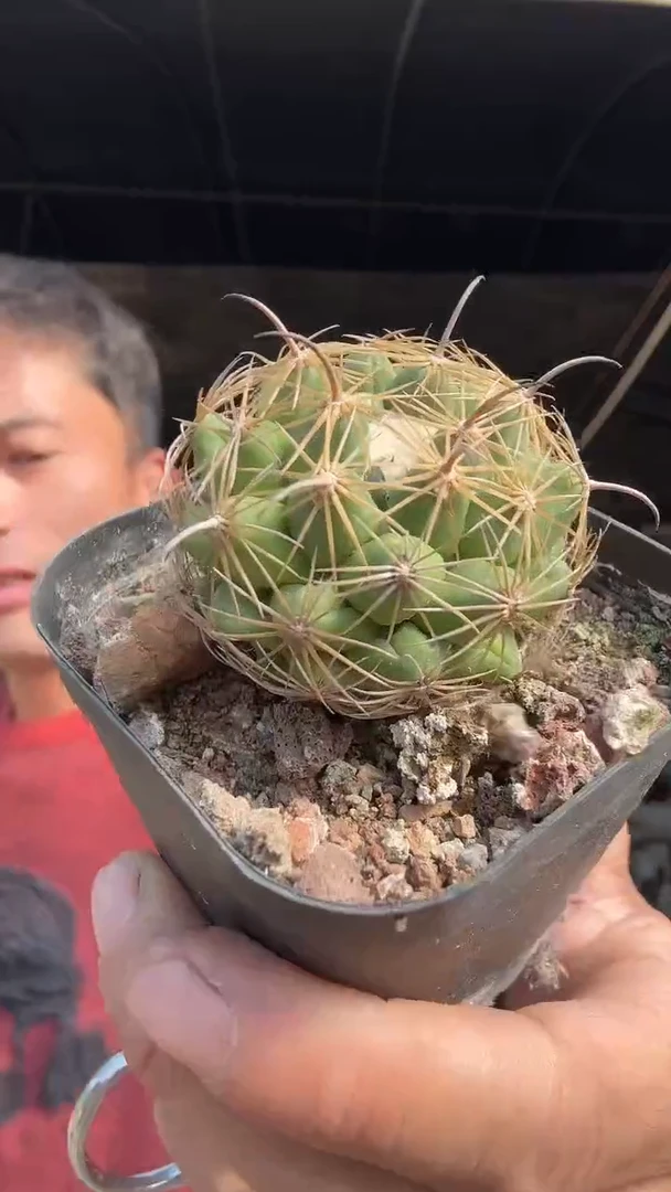 2-3号          9.99