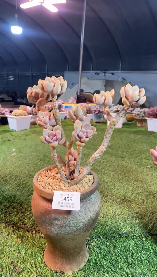 【闪购商品】0459a