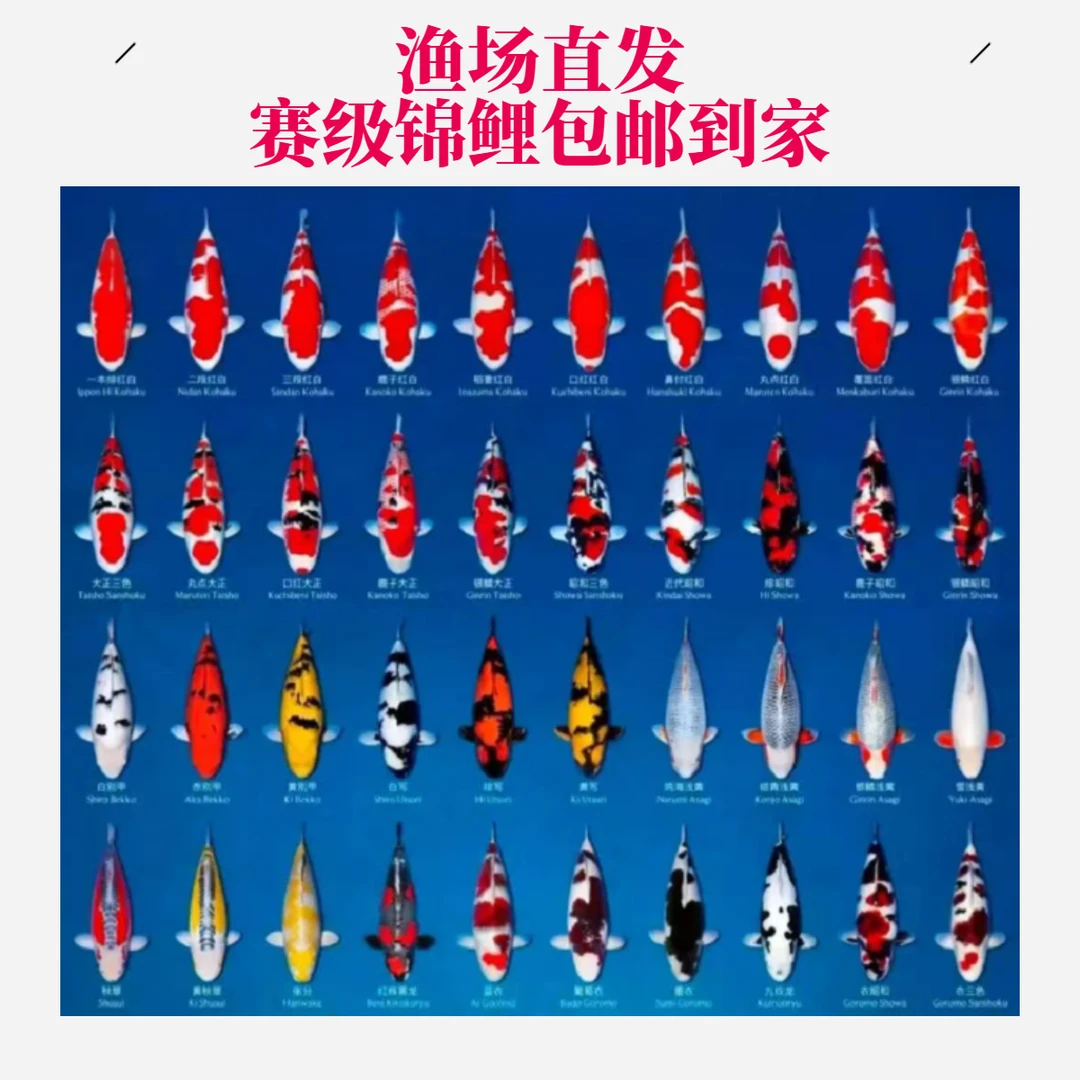 【合集】赛级精品血统锦鲤鱼皮实好养混搭活体 泡沫箱冰袋包邮发货