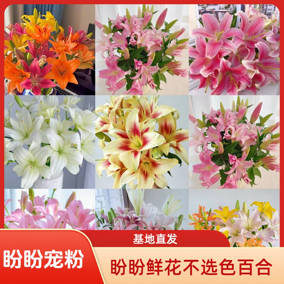 【盼盼鲜花宠粉】不选色香水百合  一单陆运/两单升级冷链 云南鲜花