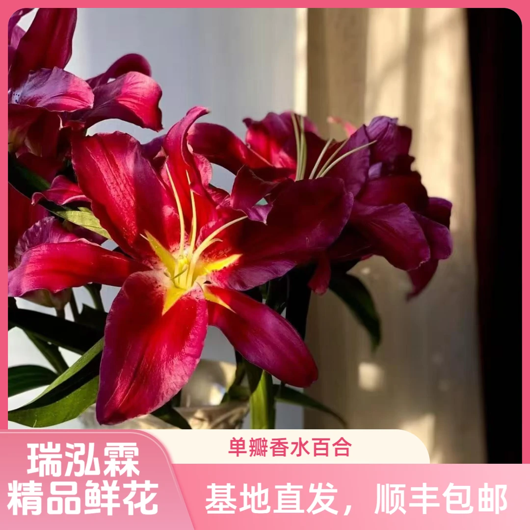 AA级（火石）  百合鲜花  东北基地直发顺丰包邮 水生鲜切花
