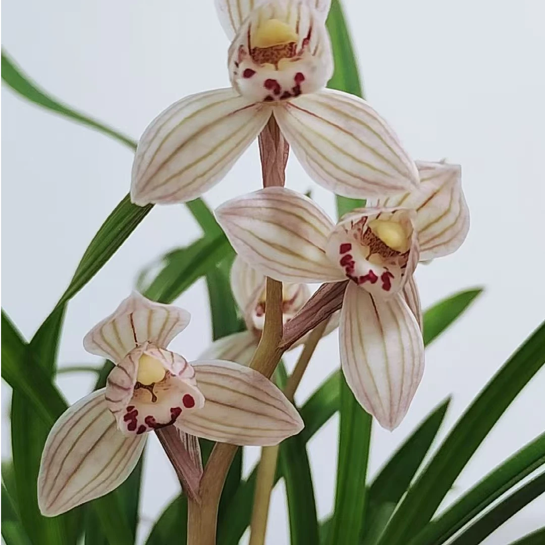 云南简草斋秋之.送春.绿兰  兰花（一物一拍）