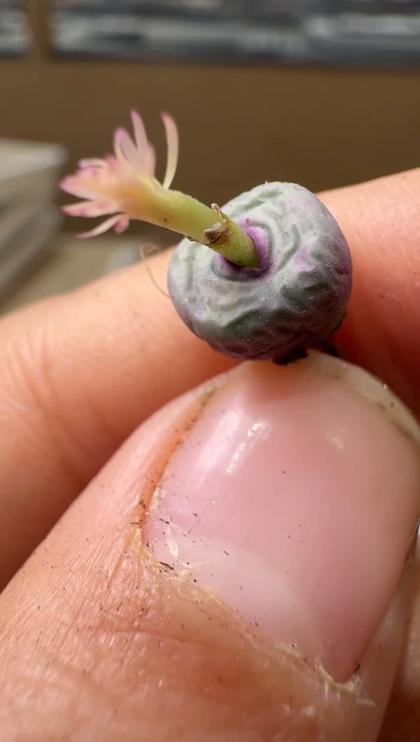 多肉植物肉锥4-32