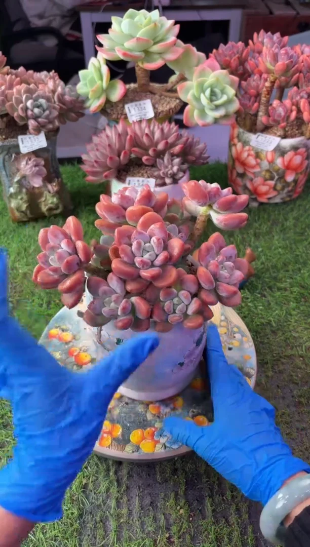 昆明印象多肉1371