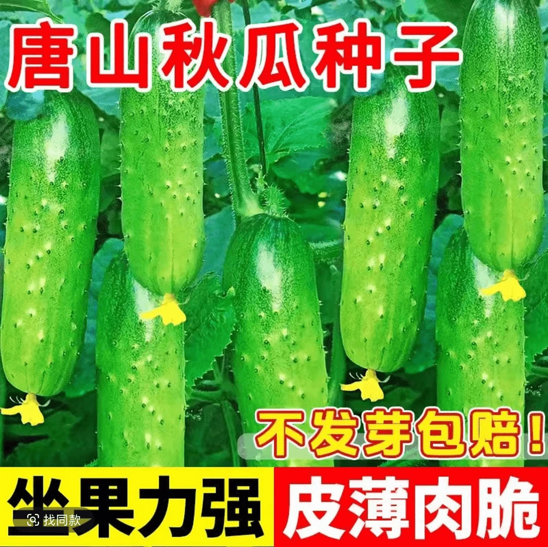 唐山秋瓜种子秋黄瓜阳台盆栽种植脆皮旱黄瓜水果夏季蔬菜籽种大全