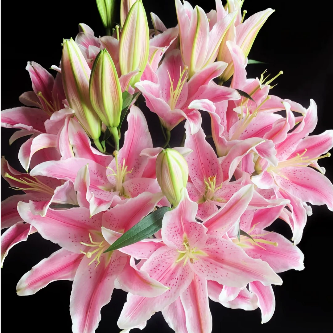 鲜花【粉百合3头5支】同地址两单以上顺丰包邮送货上门+送配草1扎