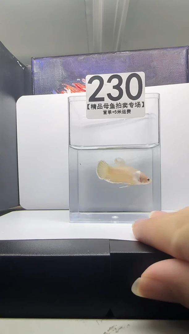 斗鱼母鱼编号：230
