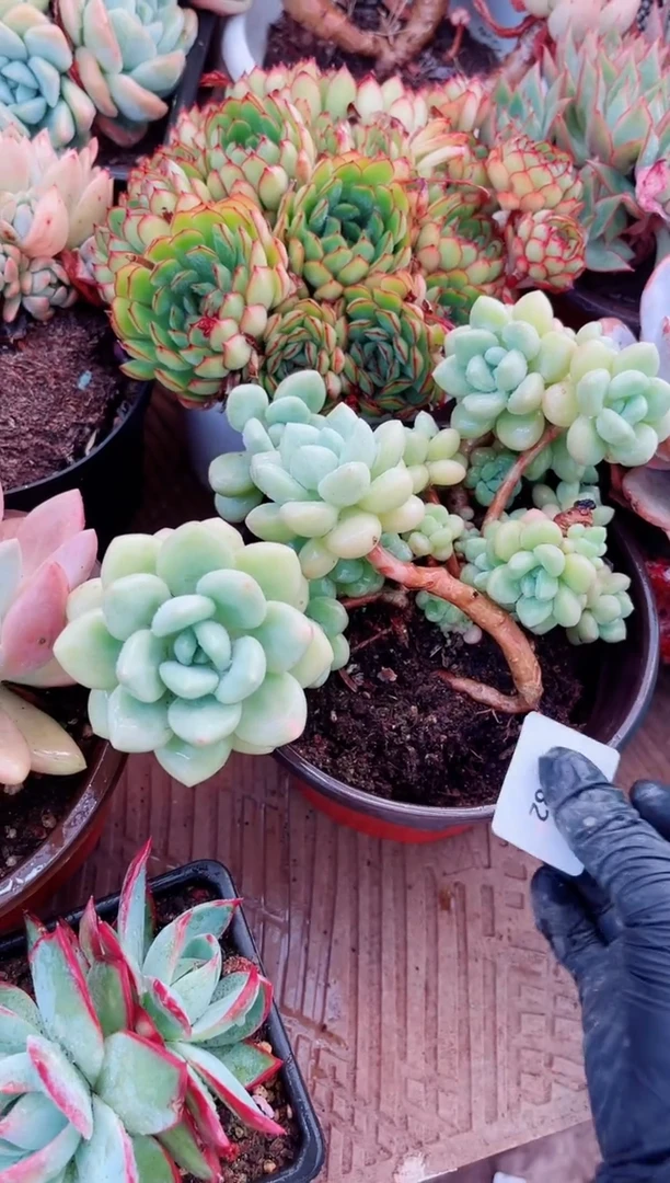 08082多肉植物一物一拍
