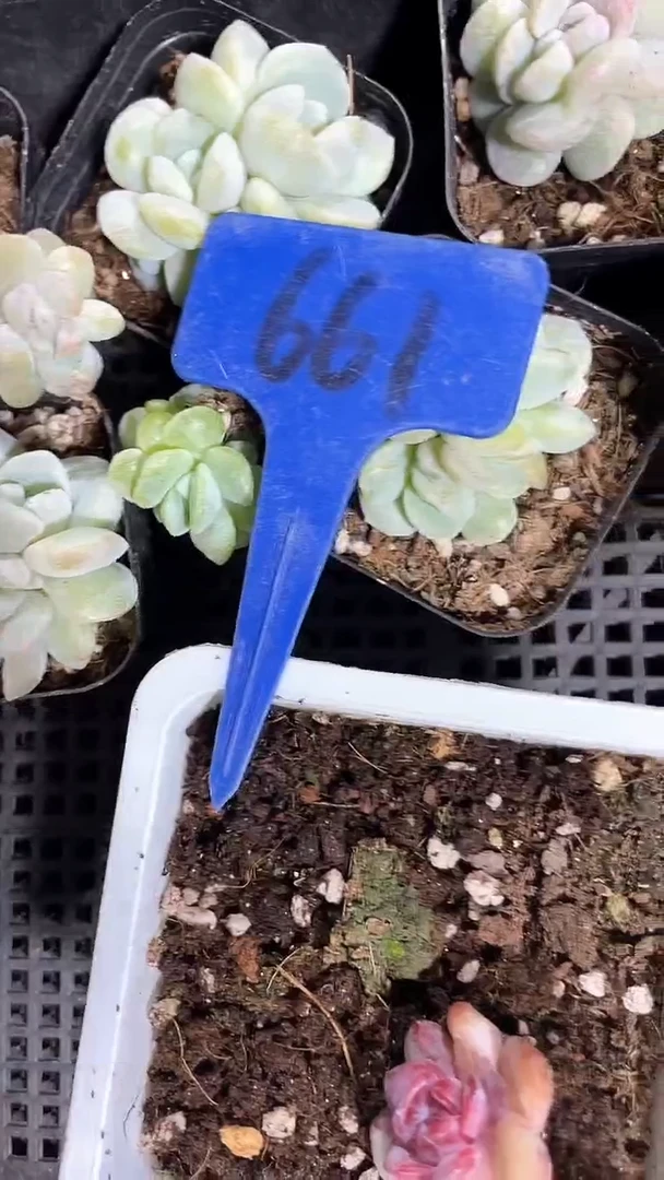 【闪购商品】661一筐多肉