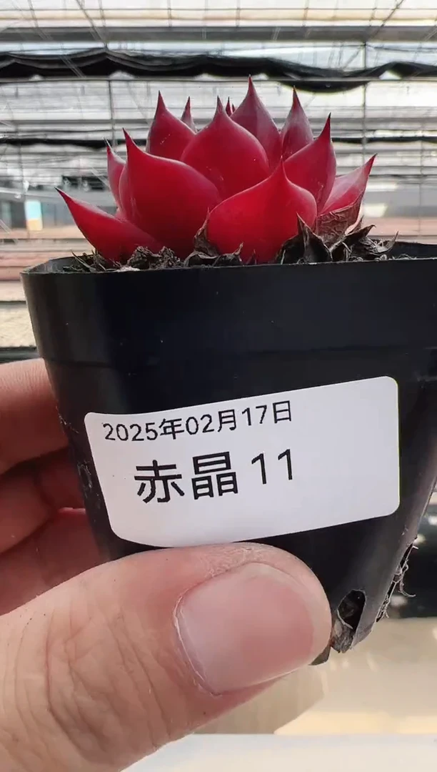 【闪购商品】赤晶-11