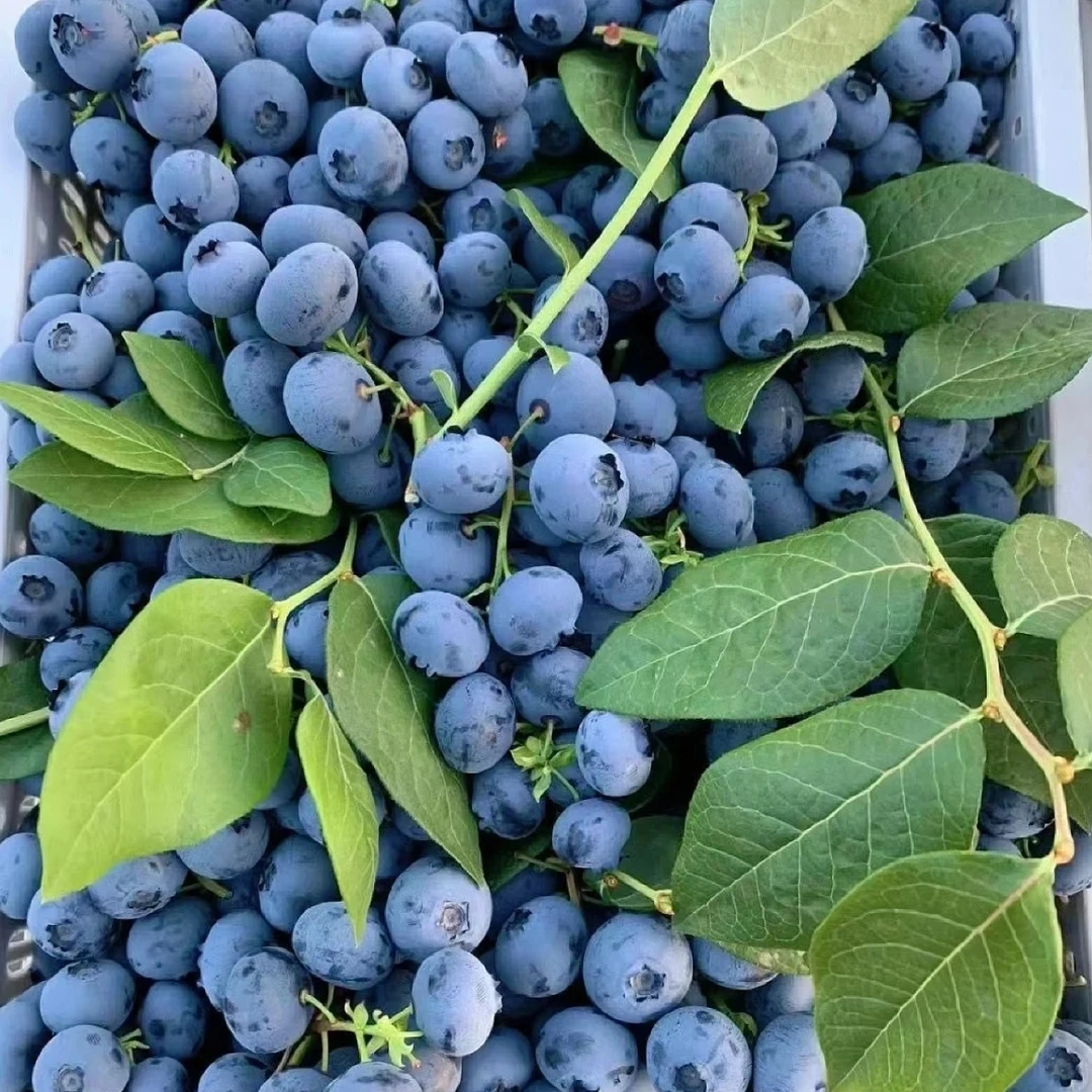 【13盒！特大果王】19-16mm 现摘头茬花香蓝莓果园直发H 100g/盒