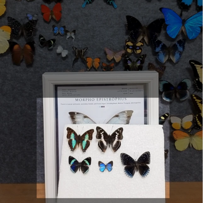 篮闪5只蝴蝶不带框成品