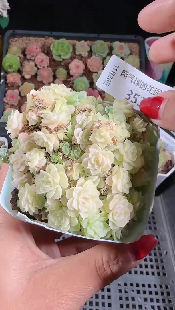 1120-353群生不包整