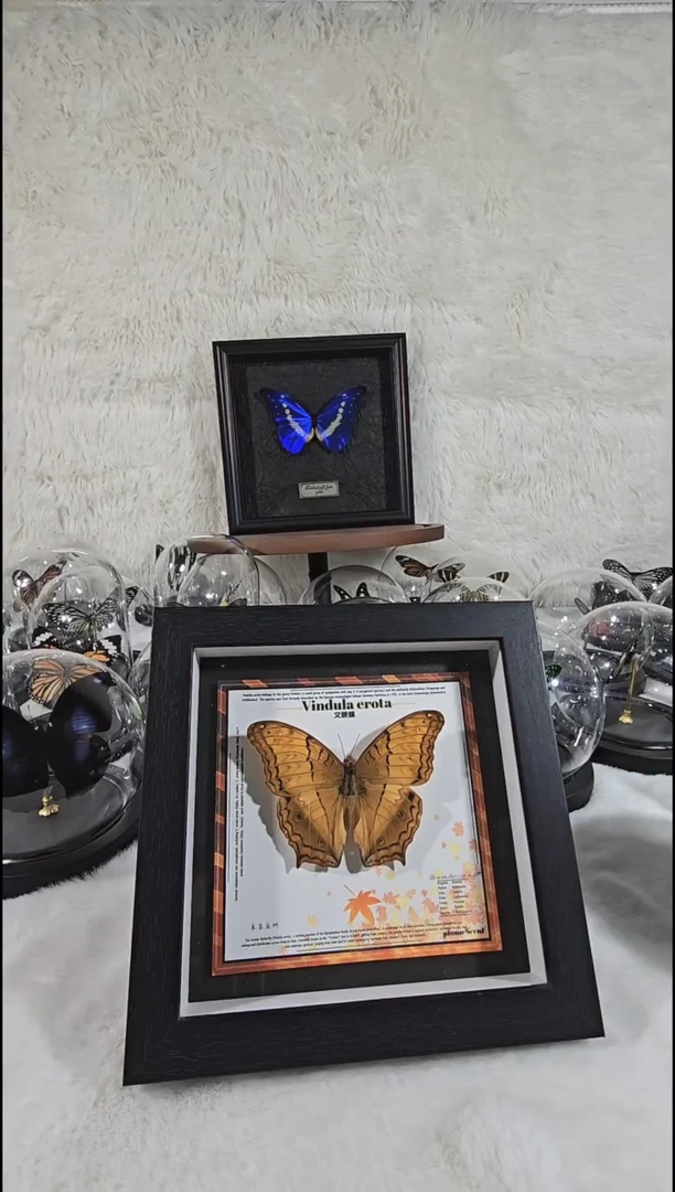 文蛱蝶xu新款相框