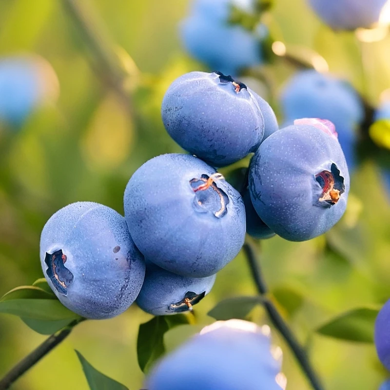 【福利】大连庄河L25蓝莓现产地直发