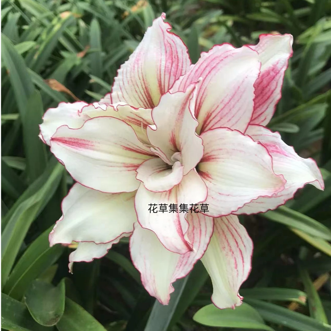 安吉拉 朱顶红国产自然球庭院室内阳台盆栽地栽大花朵花卉绿植