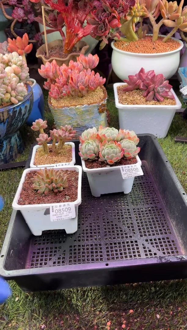 【闪购商品】08509