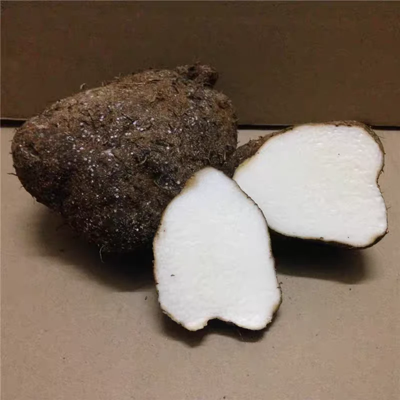 粤北农家现挖脚板薯，白心大薯粉糯可口