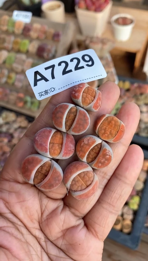 【闪购商品】7229直播间一物一拍