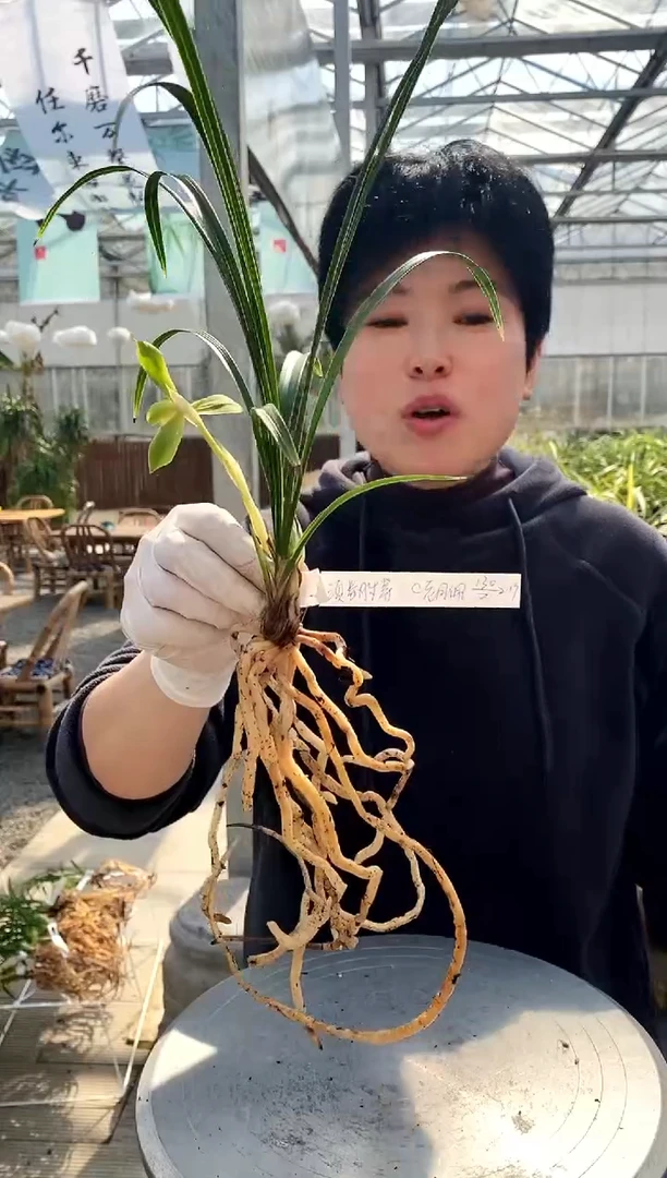 【闪购商品】老月佩，滇兰胜景