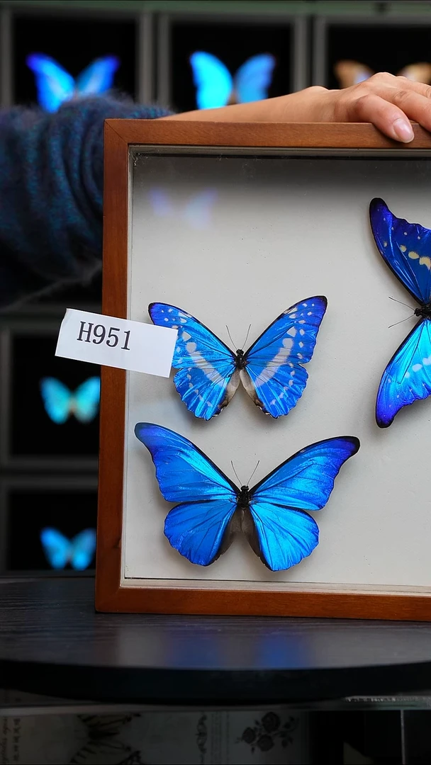 塞浦路斯闪蝶H951