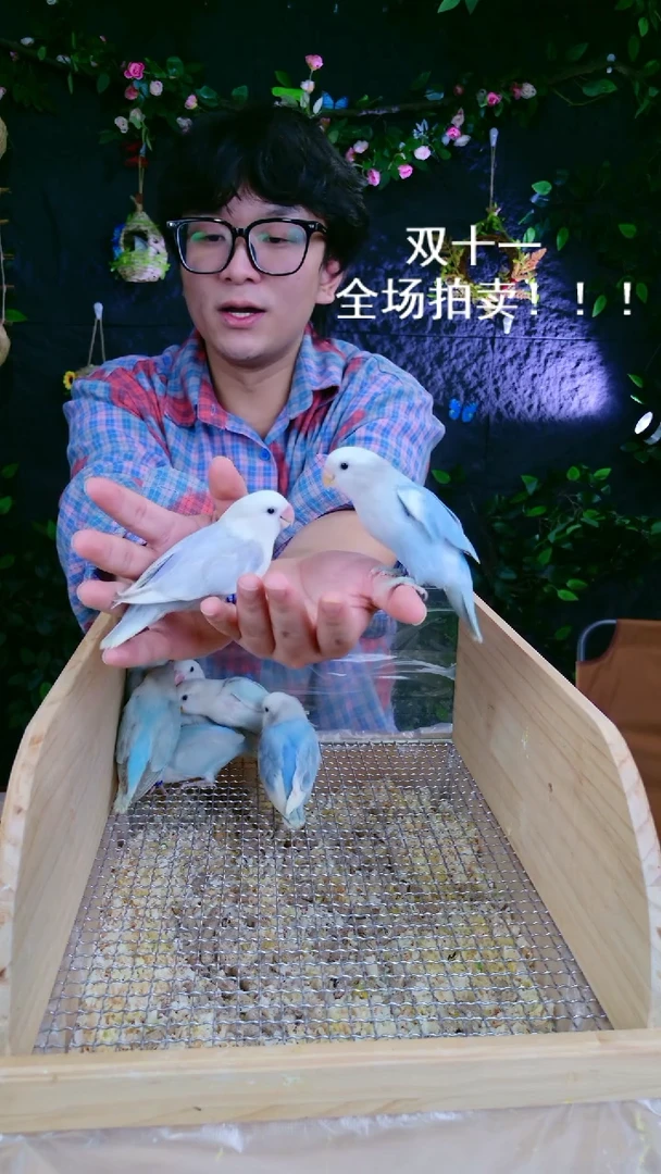 桃脸牡丹鹦鹉桃脸牡鹦鹉