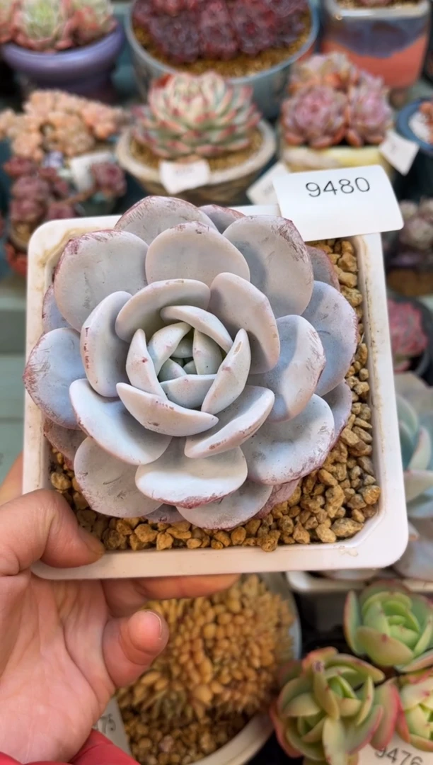 豆**子9480单头雪莲多肉