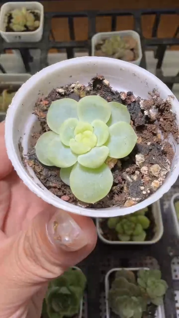 1770  清梦多肉植物