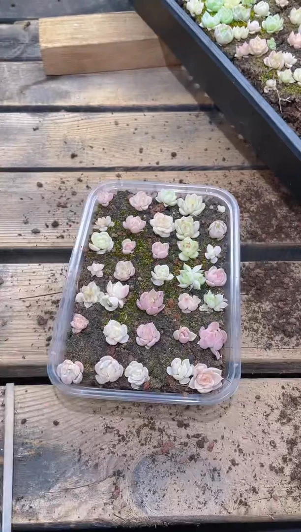 248海王杂      量拍