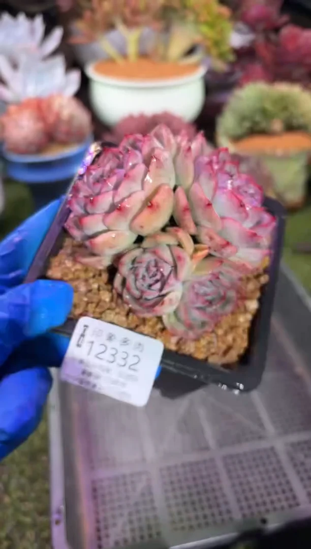 【闪购商品】12332