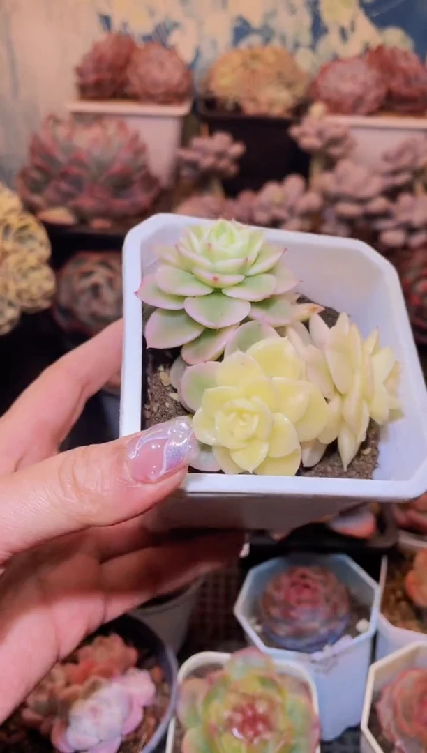 【闪购商品】207腊牡丹锦