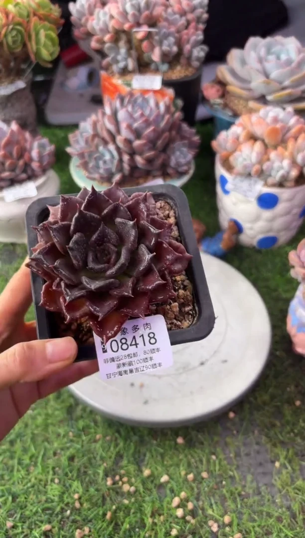 昆明印象多肉08418