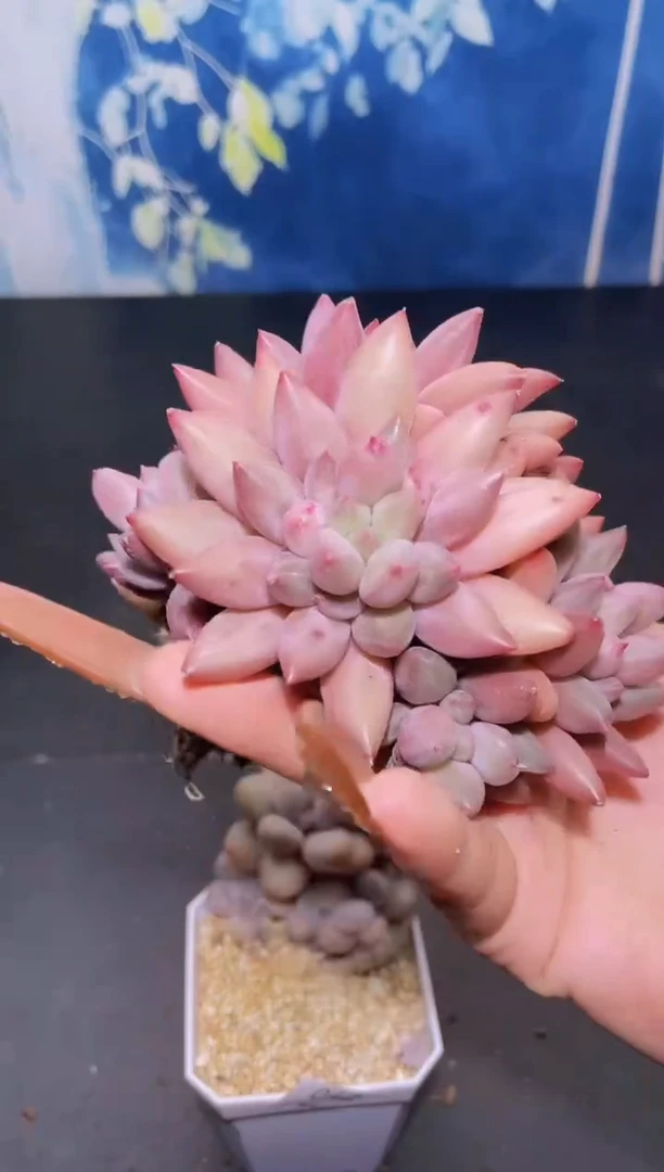 【闪购商品】044虞美人多肉