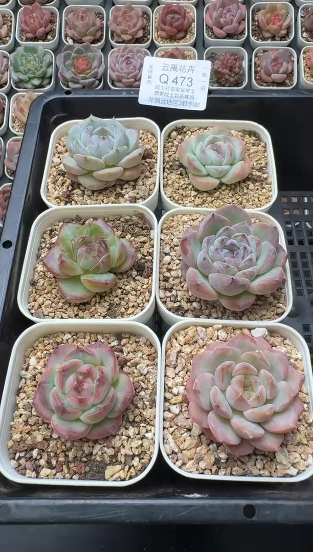 473Q (6.5cm杯）一物一拍 当场直播满3颗包邮