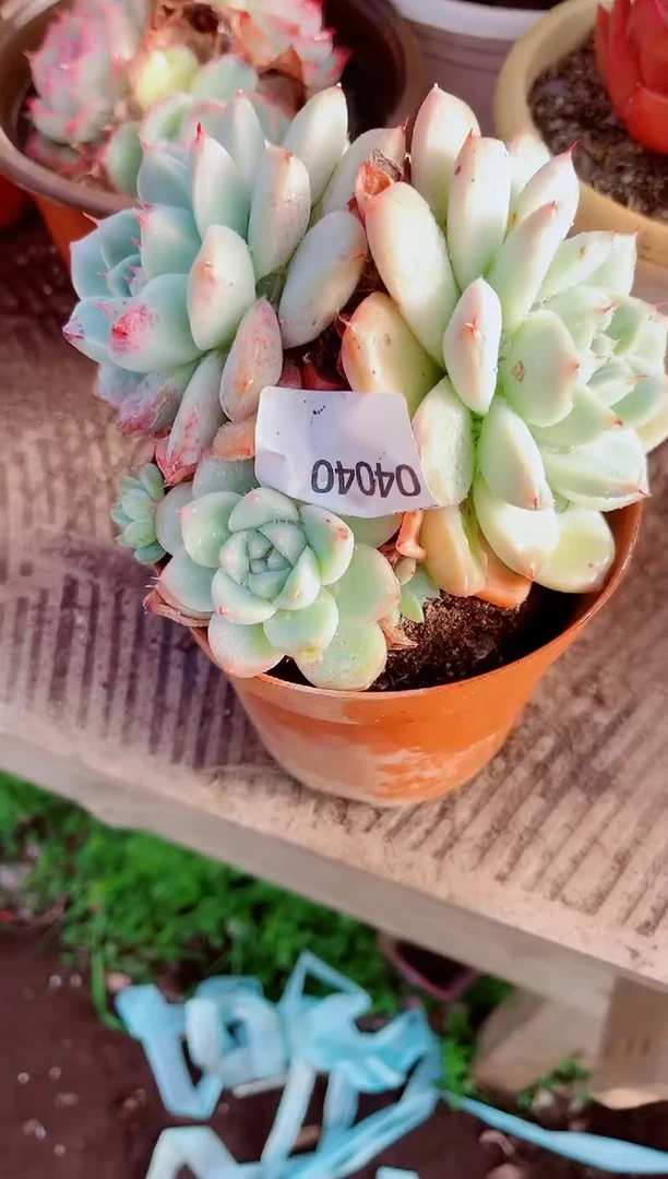 饮**水跃跃精品多肉04040