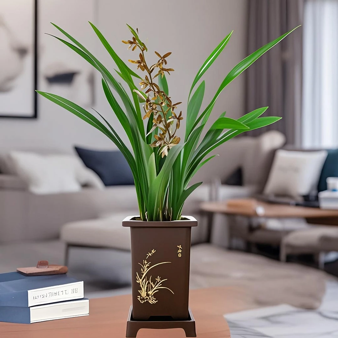 【墨兰】墨兰企黑精品兰花四季常青室内植物净化空气绿植兰草花苗