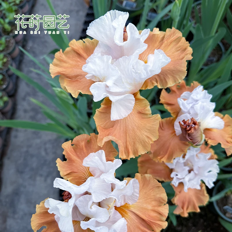花莳园艺【德国鸢尾】盆栽块根阳台露台花园耐寒植物