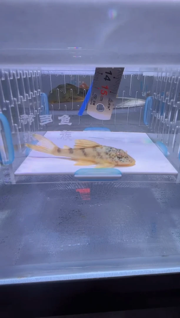 清道夫7+不包入缸损53