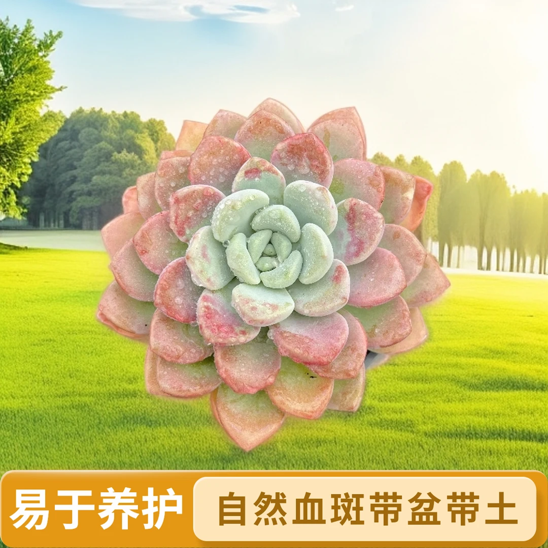 单头花斑露多肉  自然血斑带盆带土（2单包邮）