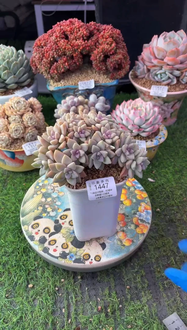 昆明印象多肉1447