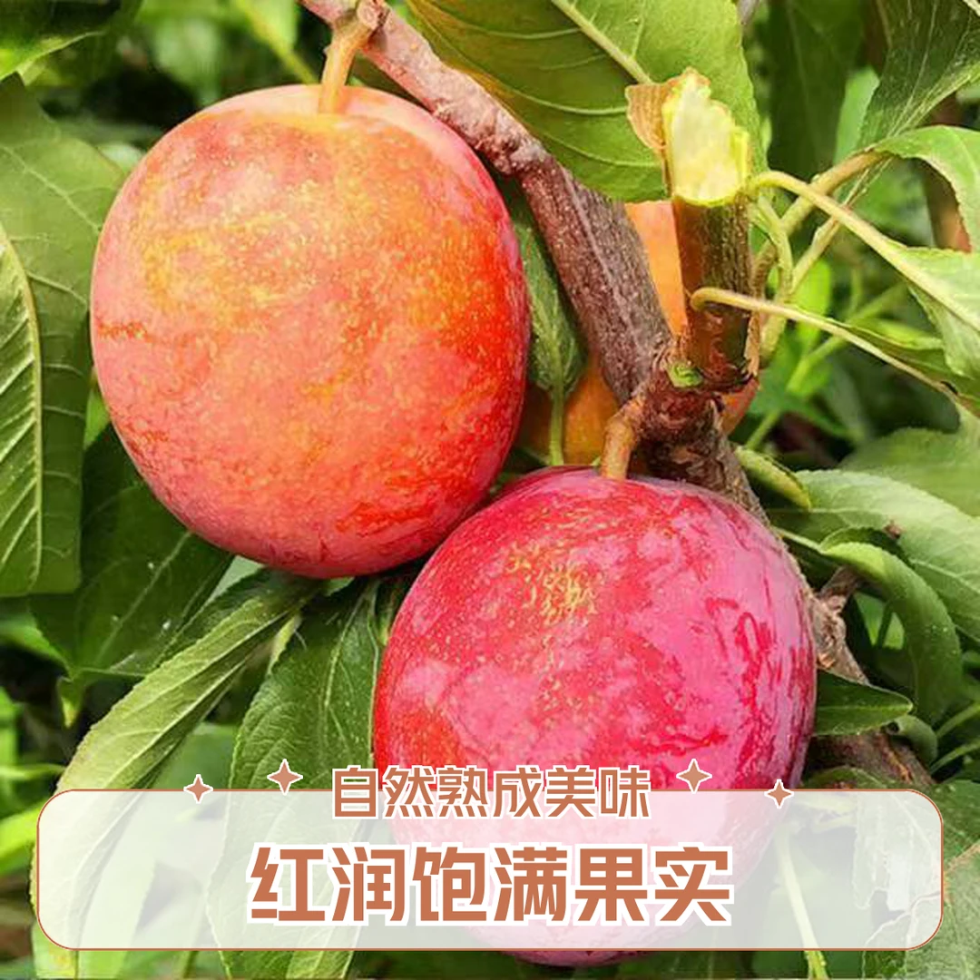 辽宁东戴河大红袍桃子中华李子果园新鲜采摘品质水果酸甜爽口多汁