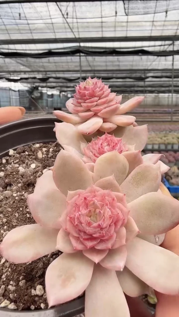 东云多肉园新款-67